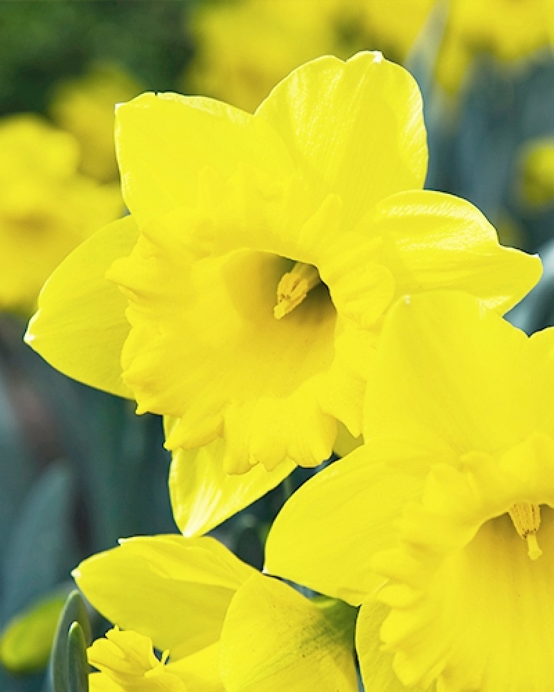 trompetnarcis die bekend staat om zijn indrukwekkend grote bloemen